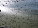 Waterfront mud...
